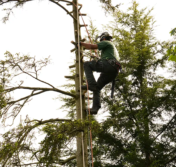 Tree Surgeons Westerham